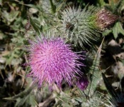 image of spear_thistle #32