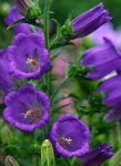 image of flower