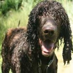 image of irish_spaniel #16