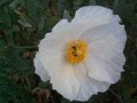 image of flower