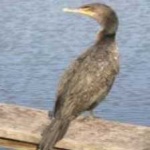 image of bird