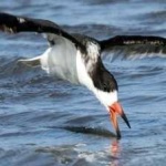 image of black_skimmer #18