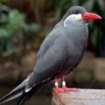 image of bird