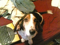 image of basset