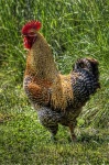 image of cock