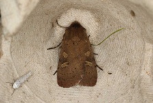 image of animal