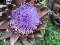 image of artichoke
