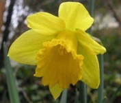 image of flower