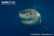 image of shark #8