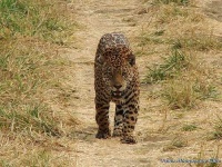 image of jaguar_car