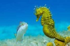 image of seahorse #10