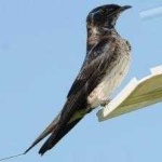 image of bird