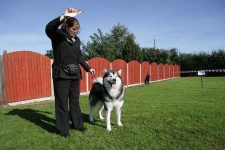 image of malamute