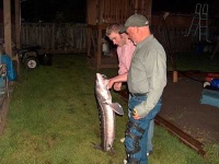 image of sturgeon