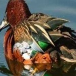 image of bird