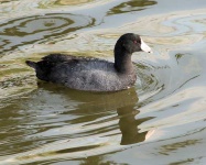 image of american_coot