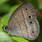 image of animal