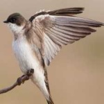 image of bird