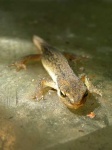 image of common_newt #19