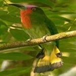 image of bird