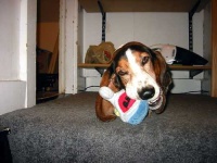 image of basset