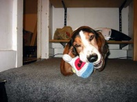 image of basset #23