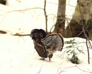 image of grouse #25