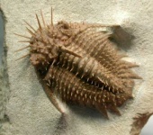 image of trilobite