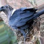 image of bird