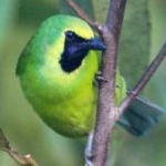 image of bird