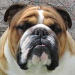 image of animal