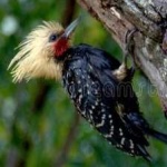 image of bird