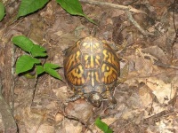 image of box_turtle