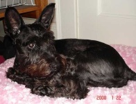 image of miniature_schnauzer