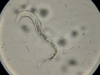 image of nematode