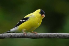 image of finch