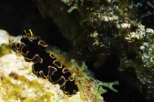 image of flatworm