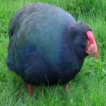 image of bird