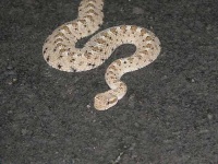 image of horned_viper