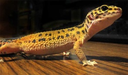 image of banded_gecko