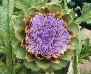 image of artichoke_flower #67