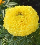 image of flower