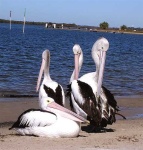 image of pelican