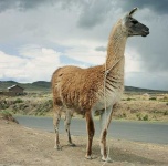 image of llama
