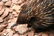 image of animal