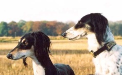 image of saluki
