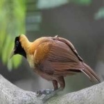 image of bird