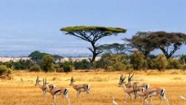 image of savanna