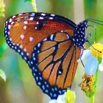 image of animal