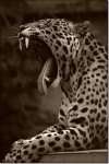 image of jaguar_car